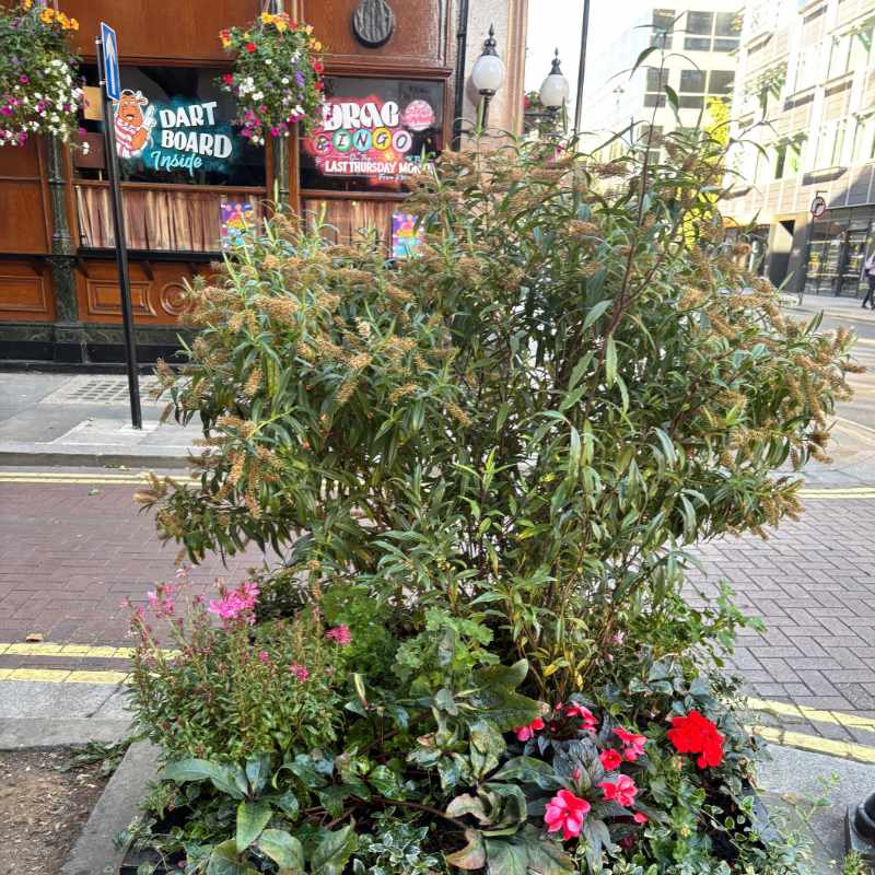 Street planter on corner of New Cavendish & Gosfield Streets