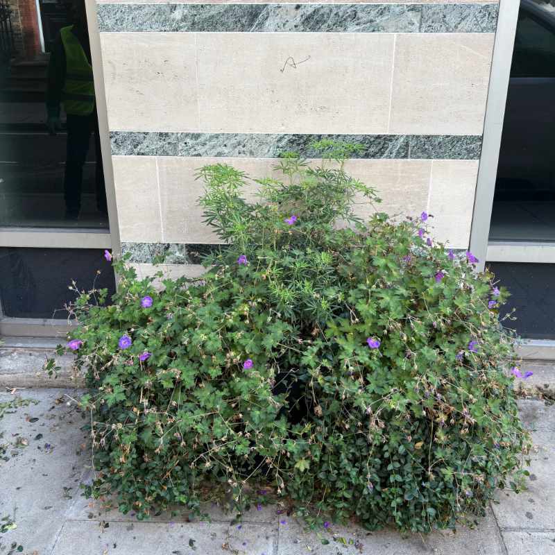 Street planter on corner of New Cavendish & Gosfield Streets